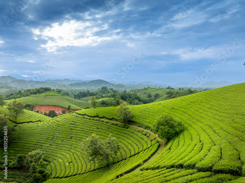 Aerial view of Long Coc tea hills, Phu Tho province, Vietnam. Beautiful green tea plantation in Vietnam. Nature background.