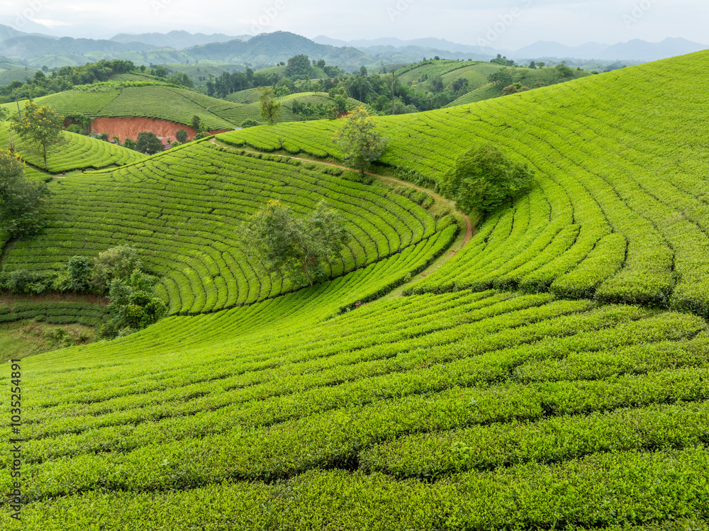 Aerial view of Long Coc tea hills, Phu Tho province, Vietnam. Beautiful green tea plantation in Vietnam. Nature background. Aerial view of Long Coc tea hills, Phu Tho province, Vietnam. Beautiful green tea plantation in Vietnam. Nature background.