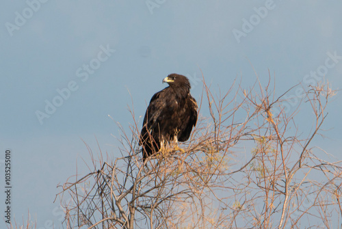 Golden eagle - bird of prey perching photo