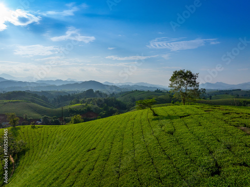 Aerial view of Long Coc tea hills, Phu Tho province, Vietnam. Beautiful green tea plantation in Vietnam. Nature background.