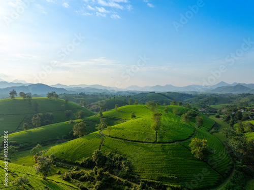 Aerial view of Long Coc tea hills, Phu Tho province, Vietnam. Beautiful green tea plantation in Vietnam. Nature background.