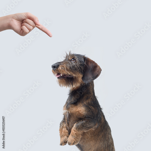 Pet owner scolding the dog photo