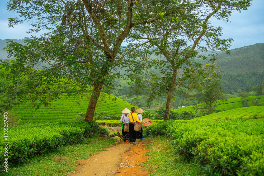 Obraz premium An ethnic Muong woman harvesting green tea on Long Coc tea hill, Phu Tho province, Vietnam