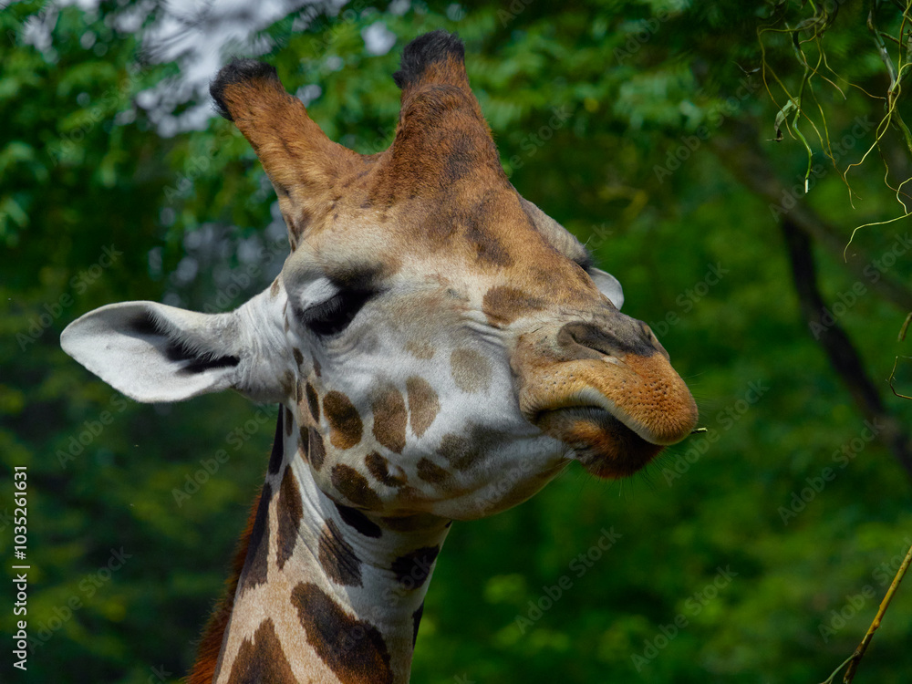 Obraz premium Detail of a giraffe in front of some green trees