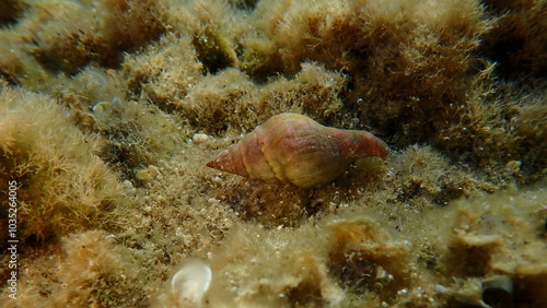 Sea snail horn whelk or spindle euthria whelk (Euthria cornea) undersea, Aegean Sea, Greece, Halkidiki, Kakoudia beach photo