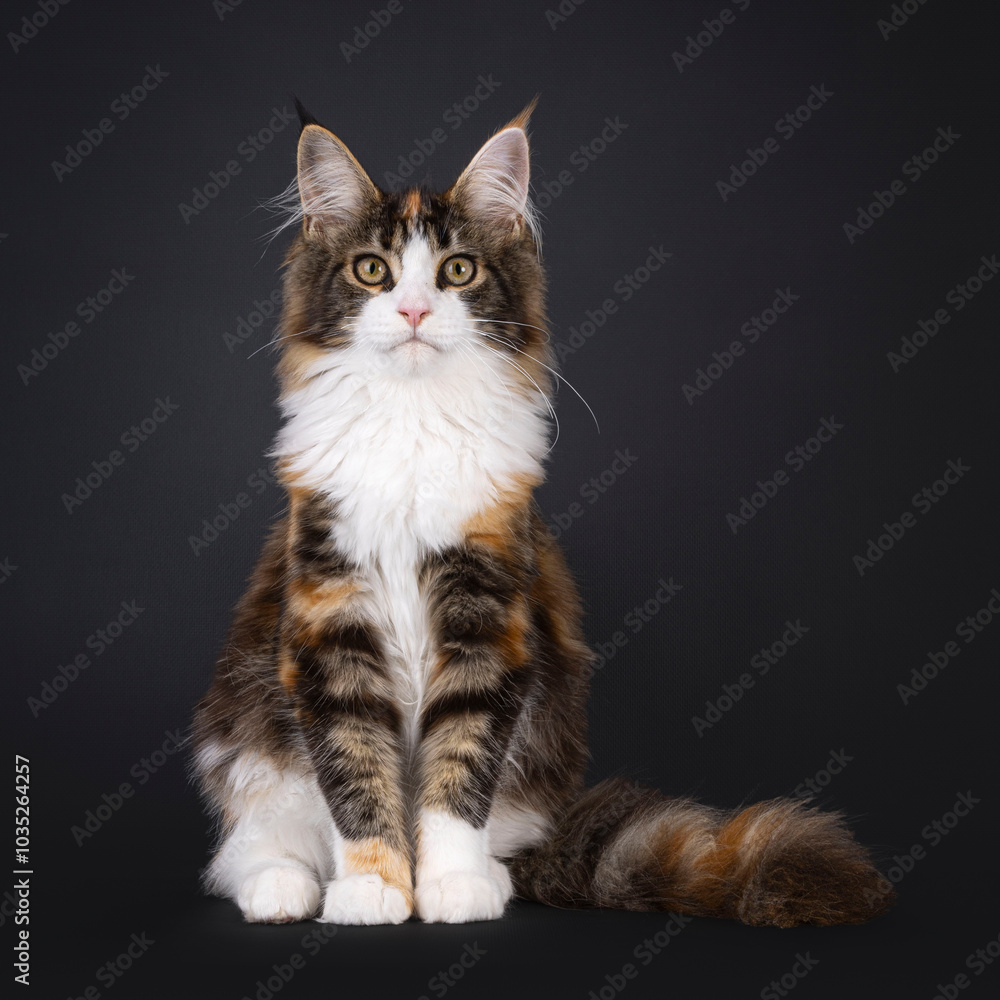 Obraz premium Pretty young tortie Maine Coon cat, sitting up facing front. Looking towards camera. Isolated on a black background.