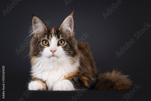 Pretty young tortie Maine Coon cat, laying down facing front. Looking towards camera. Isolated on a black background. photo