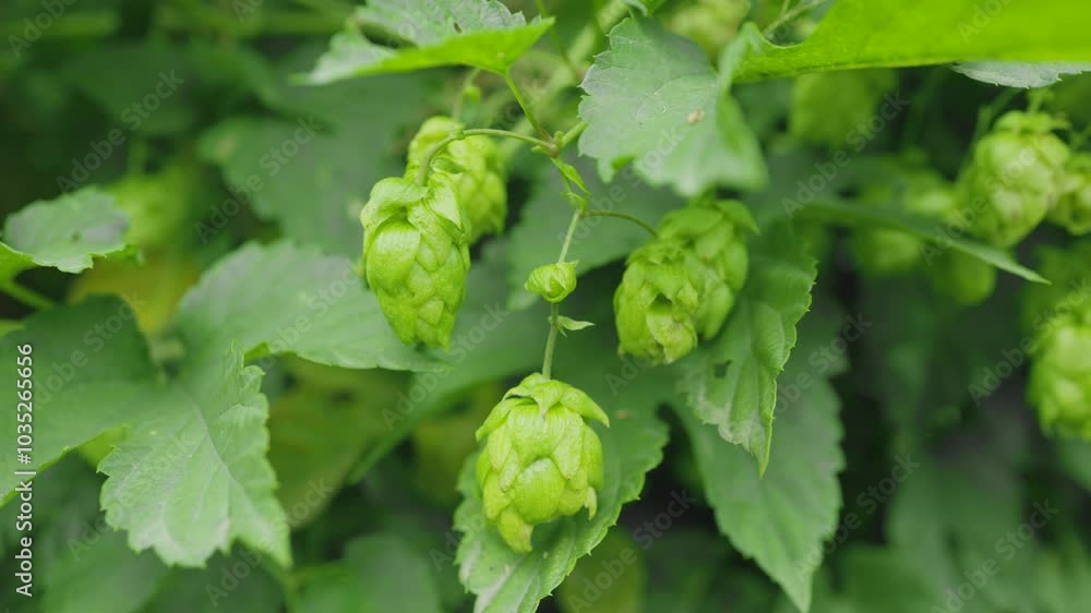 Detail of green fresh hops for making beer in the field. Detail of green fresh hops for making beer in the field.