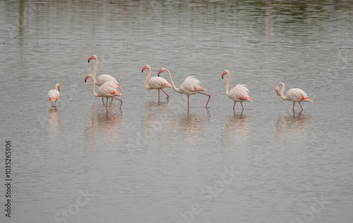 flamingo feeding in shallow water