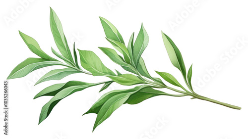 PNG Tarragon herb herbs plant leaf.