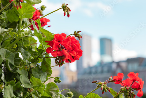 Tableau sur toile Red geranium, blurred cityscape of The Hague in the background