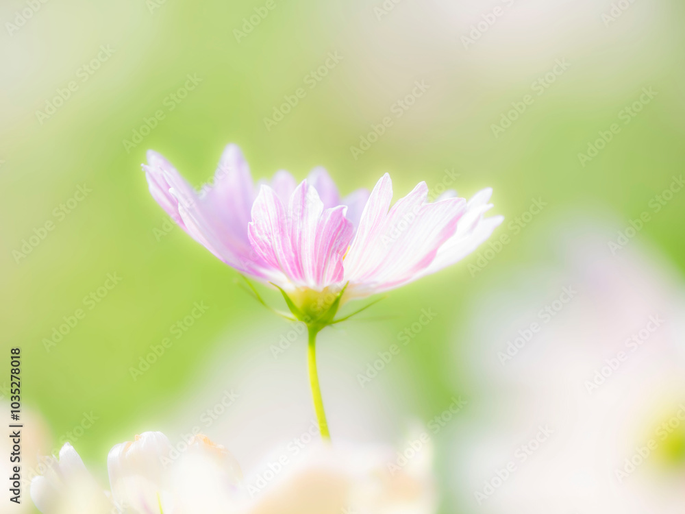 Fototapeta premium 秋の公園や花壇を彩るコスモスのある風景。背景。自然風景素材。