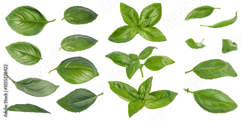 Set of spring leaves and green basil tops in different positions and angles on isolated transparent background. No shadow.  Mediterranean herbs and spices, cooking, vitamins, diet. Cut out. PNG