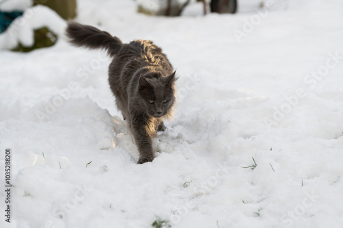 Maine Coon Kater im Schnee