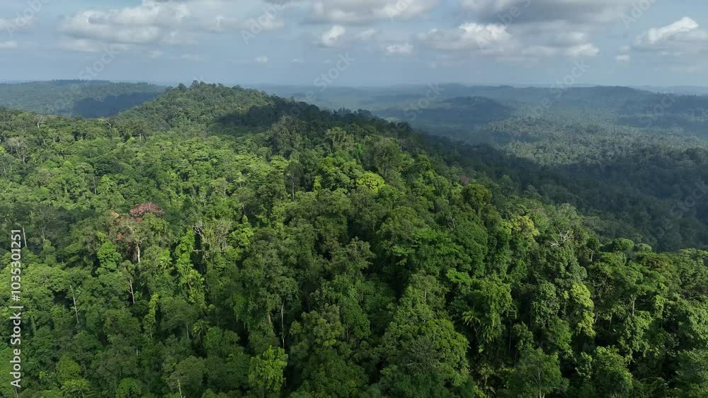 Aerial view of lush tropical rainforest with serene hills and clouds, Siberut Island, Indonesia. Aerial view of lush tropical rainforest with serene hills and clouds, Siberut Island, Indonesia.