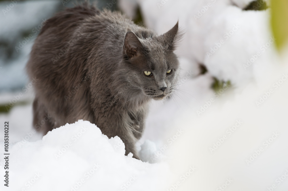 Maine Coon Kater im Schnee Maine Coon Kater im Schnee