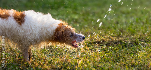 Thirsty dog drinks fresh splashing water in the grass. Pet banner or background.