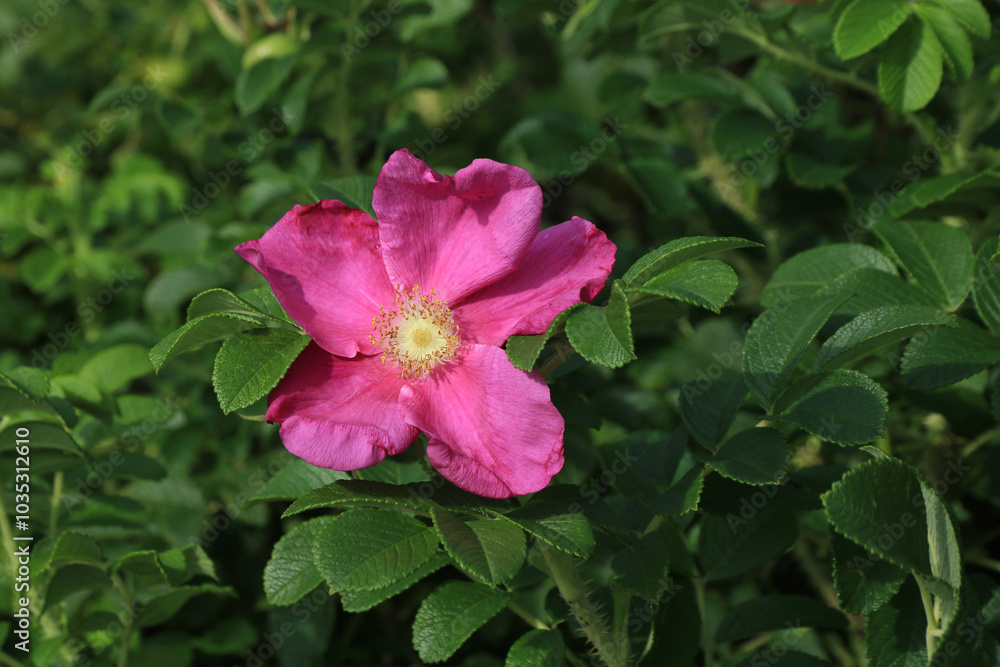 Pink wild rose growing in Rogaland, Norway. Pink wild rose growing in Rogaland, Norway.
