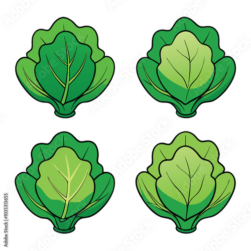 Set of green salad leaves isolated on white background. Vector illustration.