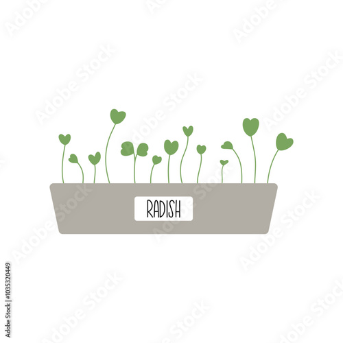 Radish microgreens in a pot, perfect for eco friendly product packaging