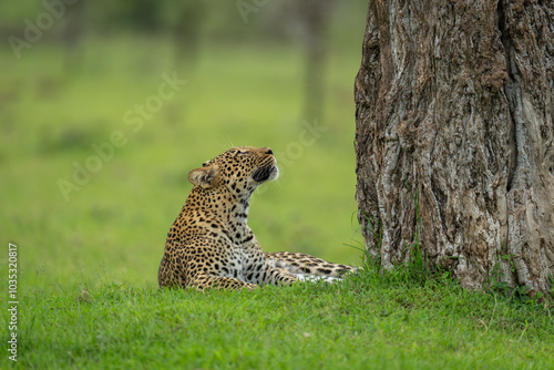 Female leopard lies staring up at tree photo