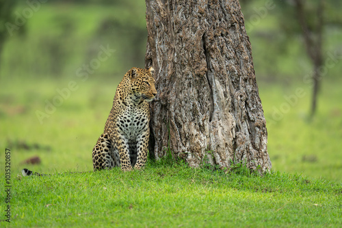 Female leopard sits looking past tree trunk photo