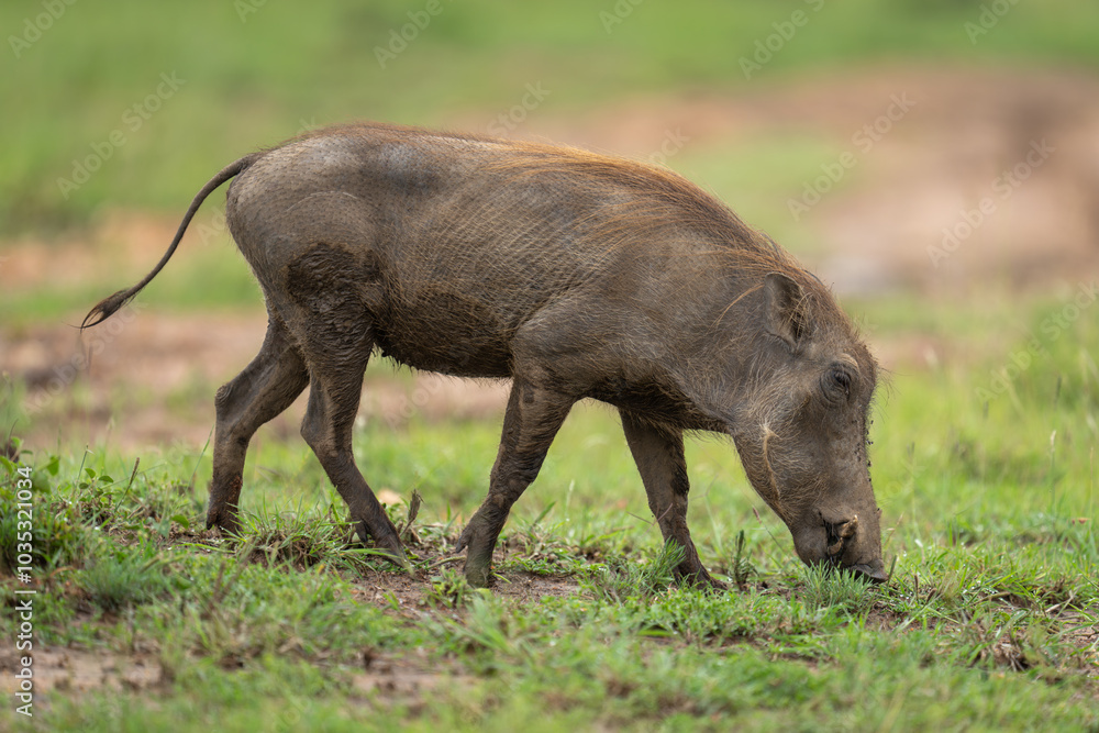 Female common warthog crosses grass lowering head Female common warthog crosses grass lowering head