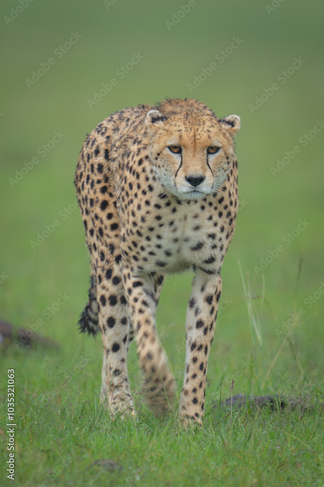 Female cheetah walks towards camera between rocks Female cheetah walks towards camera between rocks