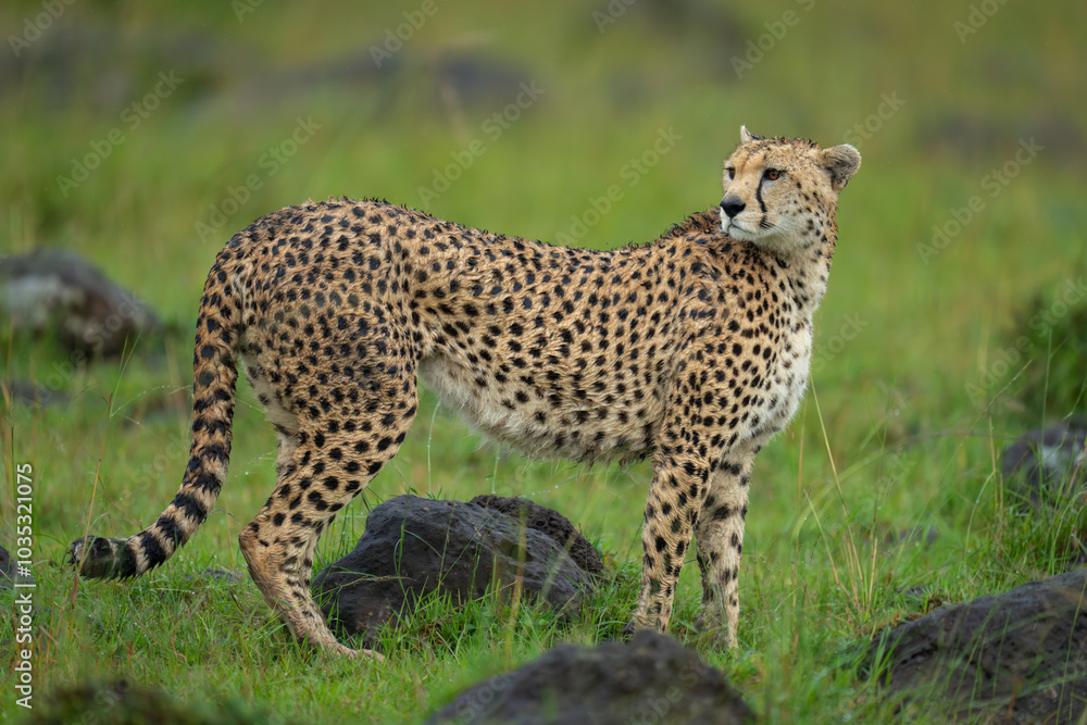 Female cheetah stands turning to look round Female cheetah stands turning to look round