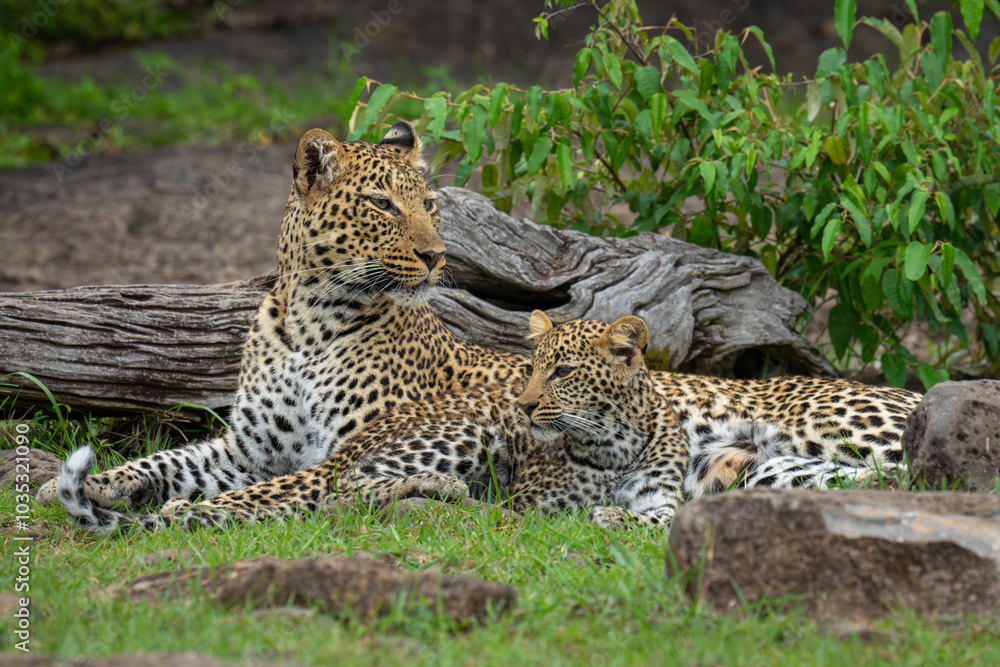 Female leopard and cub lie among rocks Female leopard and cub lie among rocks