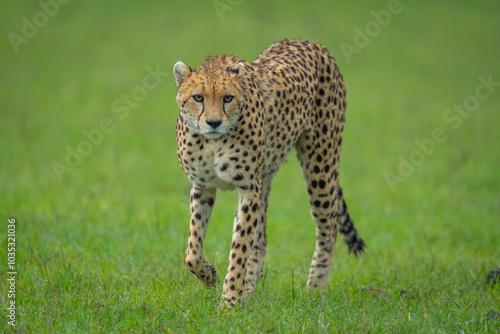 Female cheetah walks towards camera lifting paw photo