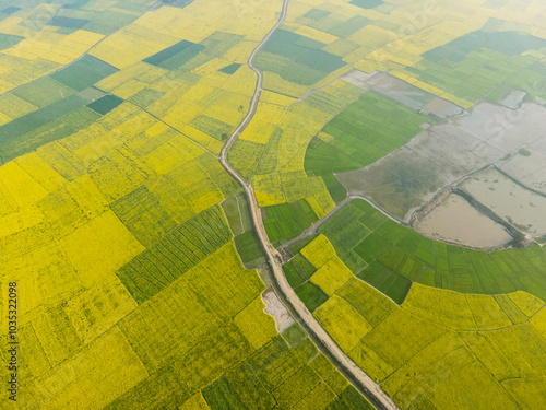 Aerial view of mustard flowers garden in a rural area with beautiful patterns and tranquil fields, Sirajganj, Bangladesh. photo