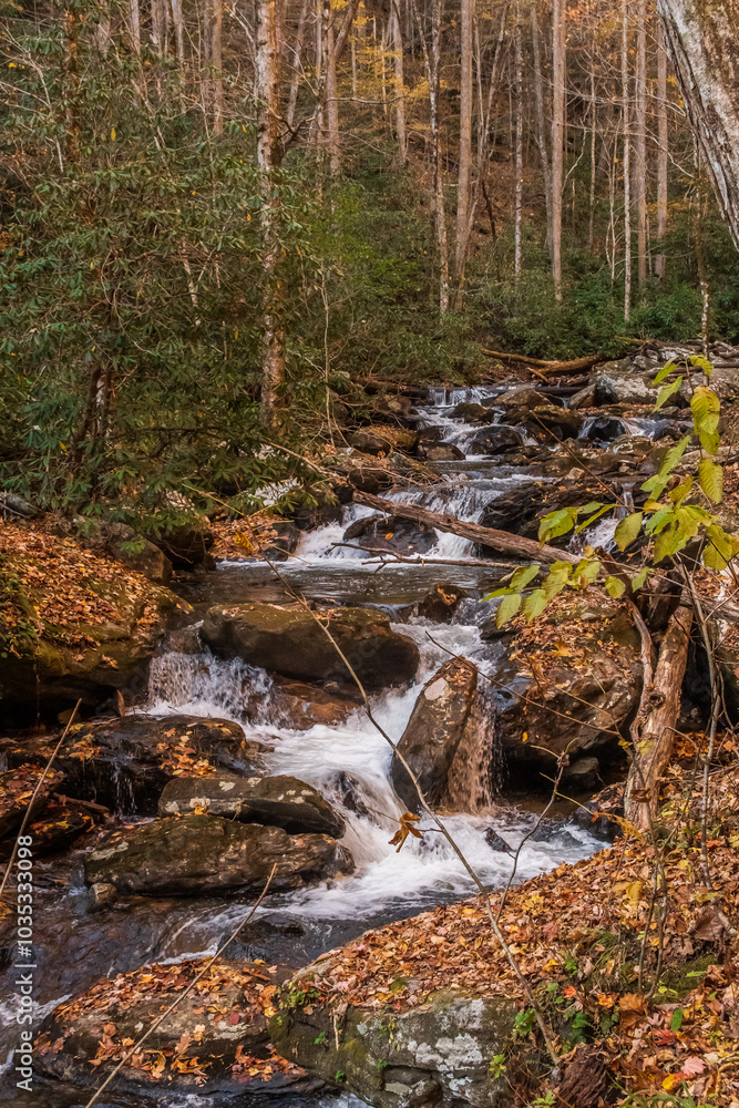 Obraz premium The sound of the stream is a reminder that even in nature's most peaceful moments, power flows beneath the surface, Anna Ruby Falls, Helen, Georgia, United States of America