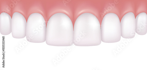 Realistic row of white and straight upper teeth - dentistry medical model on transparent background