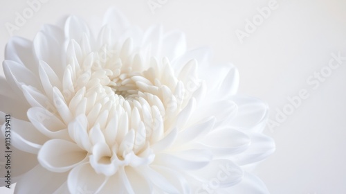 delicate white flower with intricate petals,