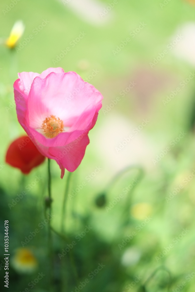 Pink poppy flower in the garden green background Pink poppy flower in the garden green background