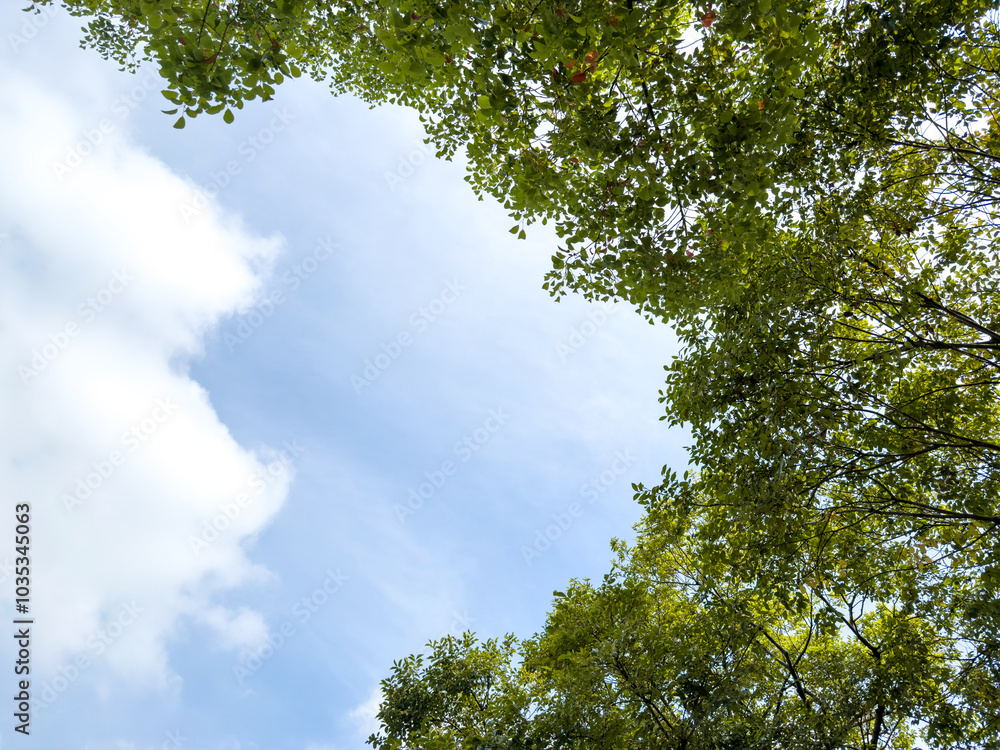 Serenity of Nature: A Canopy of Green and Blue Skies Serenity of Nature: A Canopy of Green and Blue Skies