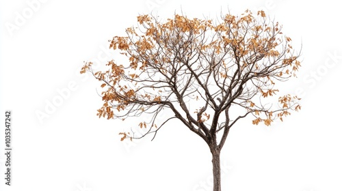 tree with yellow leaves isolated on white