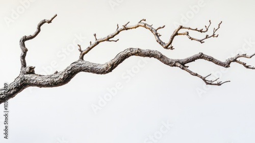 deadwood.thiny branches isolated on white photo