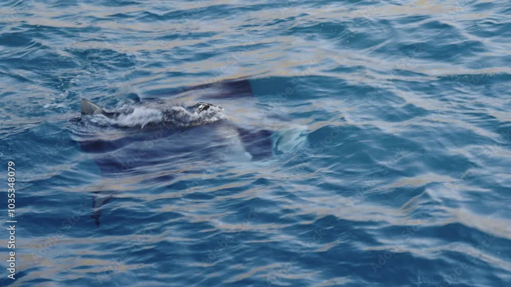 Manta Ray Glides Gracefully Near Ocean Surface