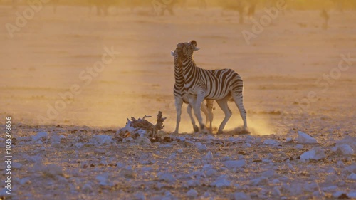 Burchell's zebra, Etosha National Park, herd walking in sunset light