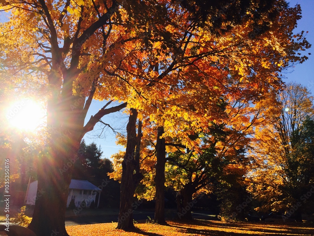 Obraz premium fall foliage 