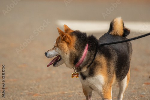 A Shiba's stubborn streak is as long as their loyalty photo