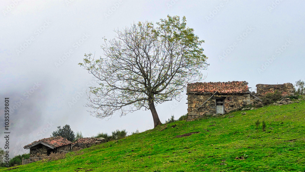 Cabin and tree in autumn near Felechosa village, Aller, Asturias, Spain Cabin and tree in autumn near Felechosa village, Aller, Asturias, Spain