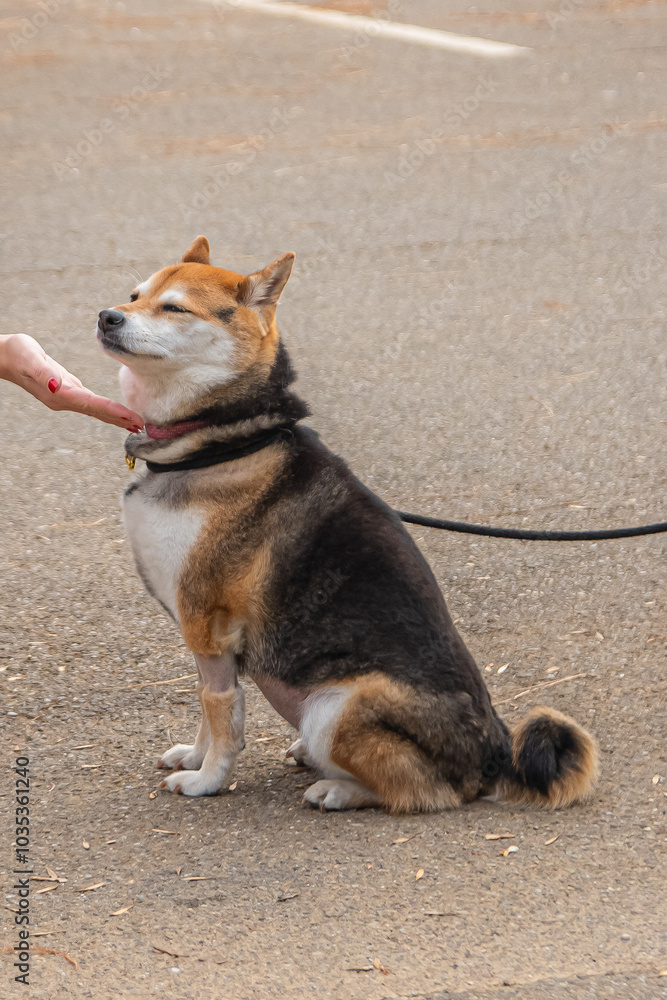 You don’t choose a Shiba; a Shiba chooses you You don’t choose a Shiba; a Shiba chooses you
