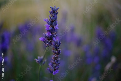 lavender flowers in the field