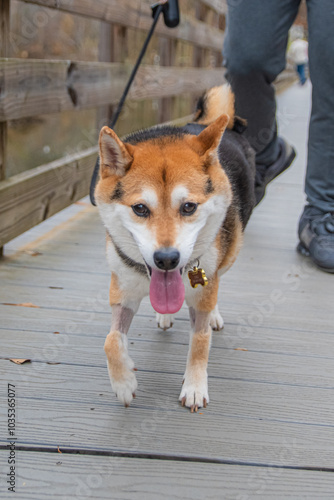 Fotografie Shiba attitude is a mix of grace, sass, and stubbornness