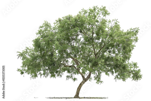A Beautifully Captivating Lush Pecan Tree Isolated on a White Background Perfect for Nature-Themed Projects and Designs
