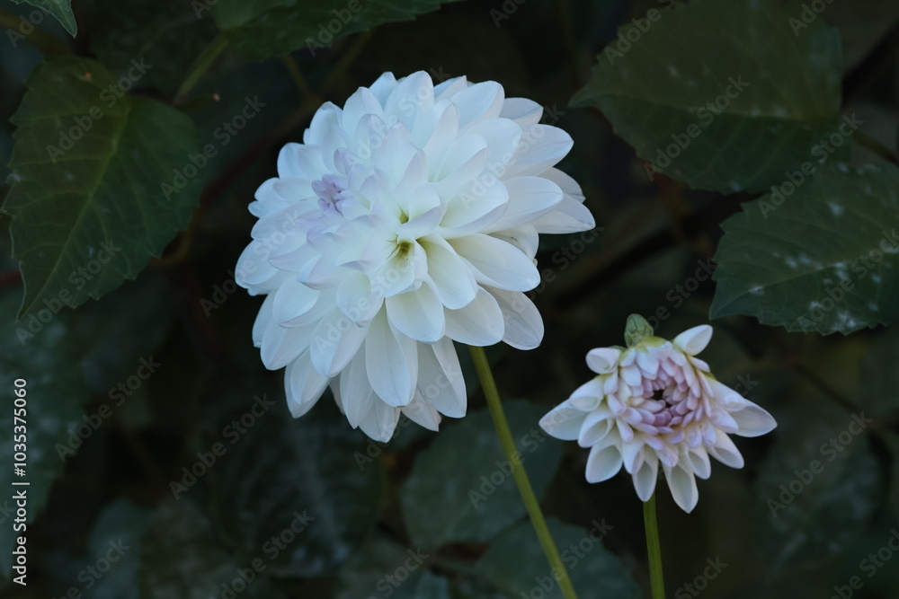 white dahlia close up on the dark background white dahlia close up on the dark background
