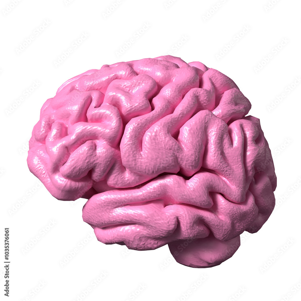 Obraz premium The brain for sci or education concept 3d rendering.